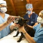 Veterinarians in a clinic preparing a French Bulldog for anesthesia treatment.